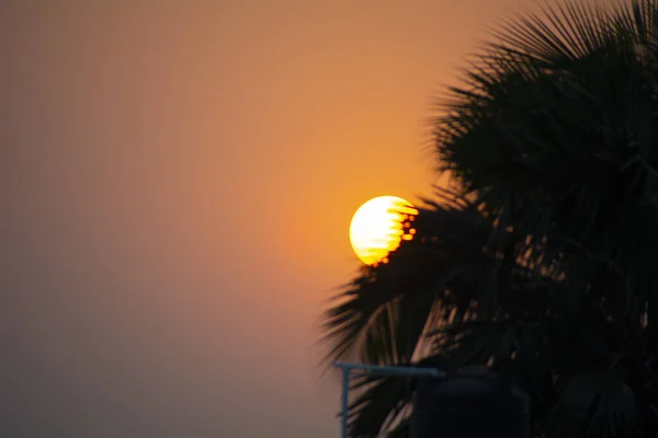 Ein Schöner Blick Auf Tropische Pflanzen Mit Dem Sonnenuntergang Hintergrund — Stockfoto