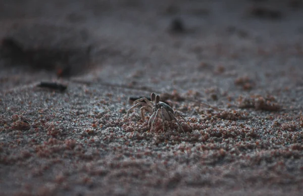 Selective Focus Shot Crab Sandy Beach — Fotografia de Stock
