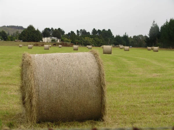 Una Vista Del Campo Agricolo Dopo Raccolto Con Rotoli Fieno — Foto Stock