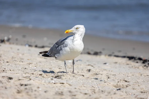 Чайка Берегу Моря Бич Rockaway Нью Йорке Сша — стоковое фото