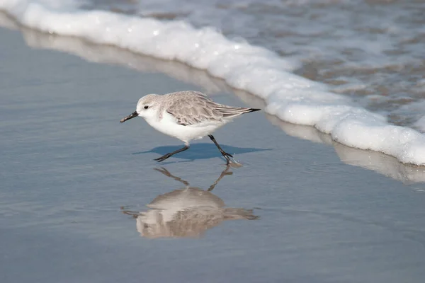 Close Pássaro Sanderling Empoleirado Praia Arenosa — Fotografia de Stock