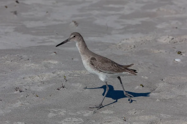 Primer Plano Pájaro Willet Posado Playa Arena Durante Día —  Fotos de Stock