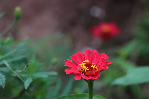 Гарний Макрознімок Маленької Червоної Квітки Цинії Саду Розмитому Тлі — стокове фото
