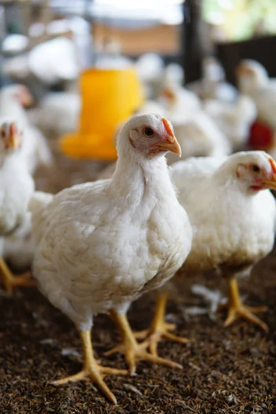 Çiftlikteki Beyaz Tavuk — Stok fotoğraf