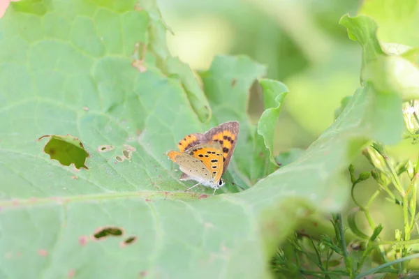 Селективный Фокус Красивой Маленькой Красочной Бабочки Зеленом Листе — стоковое фото