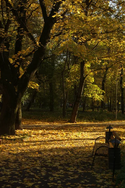 Μια Κάθετη Όμορφη Θέα Ενός Πάρκου Καλυμμένο Κίτρινα Φύλλα Του — Φωτογραφία Αρχείου