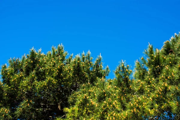 Low Angle Shot Scots Pine Blue Sky Background — Stockfoto