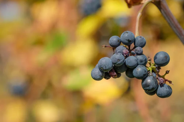 Focus Selettivo Delle Uve Rosse Mature Succose Sulla Vite — Foto Stock