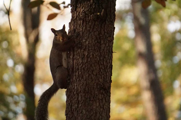 Zbliżenie Ujęcia Wiewiórki Drzewie Lesie Zamazanym Tłem — Zdjęcie stockowe