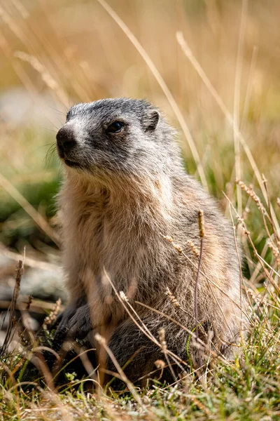 Disparo Vertical Una Marmota Alpina Campo Hierba Seca Los Alpes — Foto de Stock