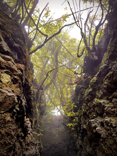 Lovitură Verticală Unei Alee Naturale Între Zid Piatră Într Pădure — Fotografie, imagine de stoc