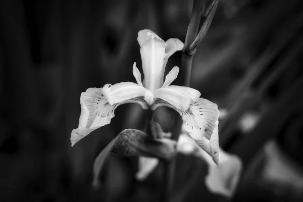Closeup Shot Iris Flower Blurred Background — стокове фото