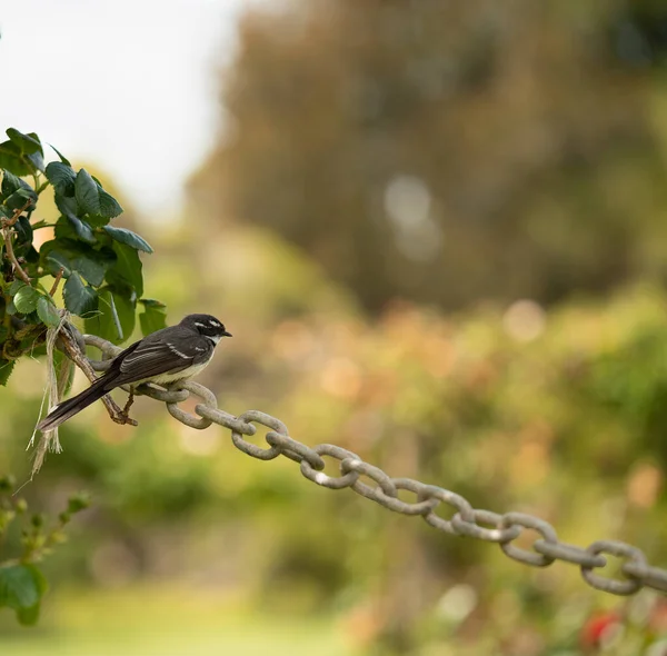 Nahaufnahme Eines Vogels Einer Kette Einem Garten Während Des Tages — Stockfoto