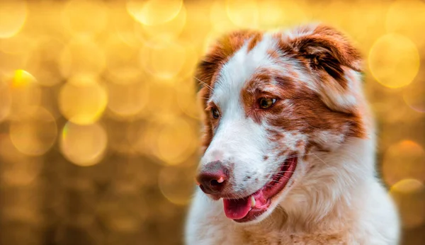 Een Close Shot Van Een Schattige Mooie Pluizige Bruine Witte — Stockfoto