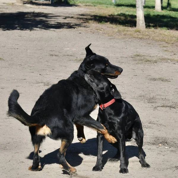 Charmante Zärtlichkeit Zwischen Einem Schwarzen Labrador Und Einer Schönen Hunderasse — Stockfoto