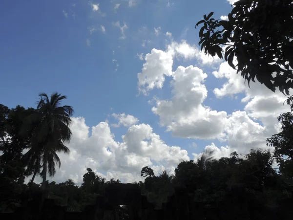 Pemandangan Yang Tenang Dari Pohon Tropis Hutan Hujan Pada Hari — Stok Foto