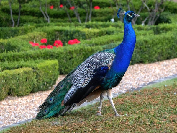 Closeup Shot Peacock Garden Day — стоковое фото