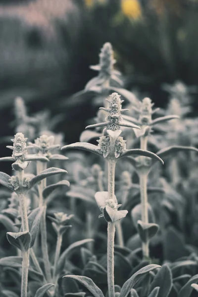 Vertical Macro Shot Beautiful Grey Byzantine Chastetz Plants Field Blurry — Photo