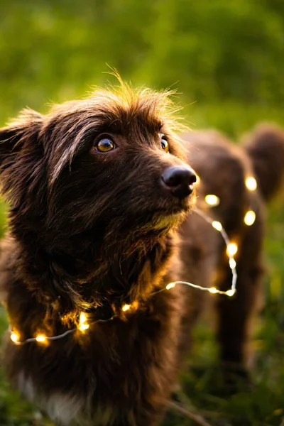 Cute Brown Fluffy Dog Portrait Yellow Eyes Blurred Background — Stock Photo, Image