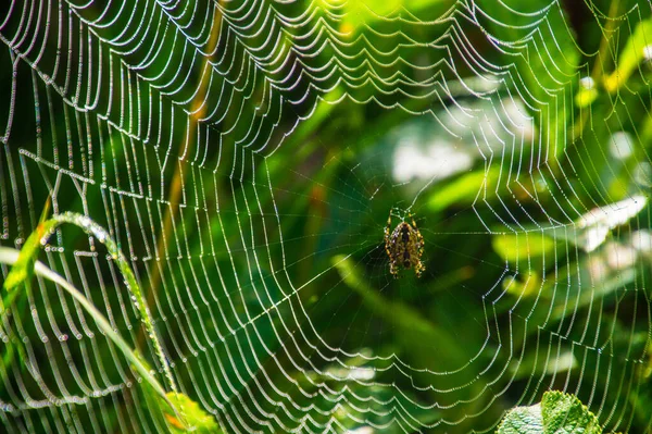 Haute Savoie Francia 2021 Primer Plano Una Telaraña Alta Saboya — Foto de Stock