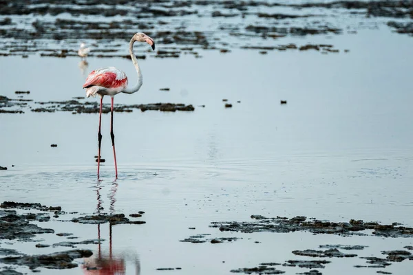 Piękne Ujęcie Różowego Flaminga Wewnątrz Wody Plaży — Zdjęcie stockowe