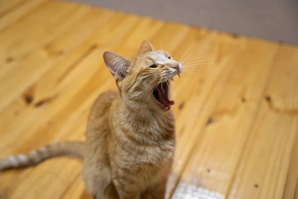 Cute Brown Cat Blurred Background Home — ストック写真