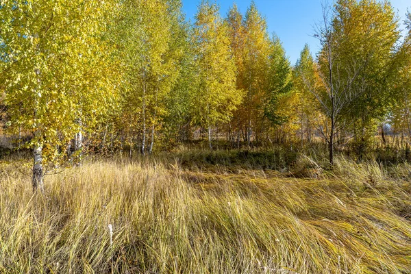 Een Prachtig Uitzicht Dicht Droog Gras Het Bos Met Kleurrijke — Stockfoto