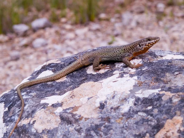 Closeup Erhard Wall Lizard Resting Rock — стоковое фото