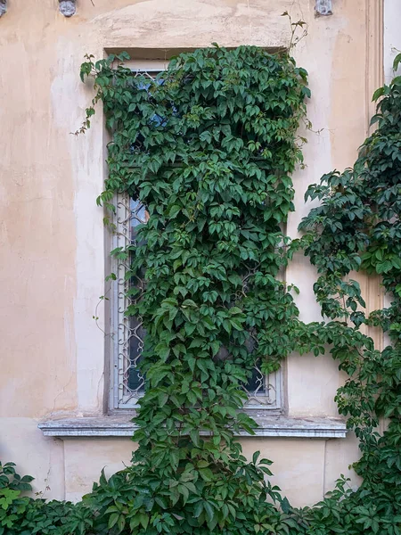 초록빛 잎으로 장식된 — 스톡 사진