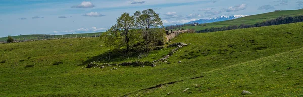 Ett Vackert Landskap Grönska Cantal Frankrike — Stockfoto