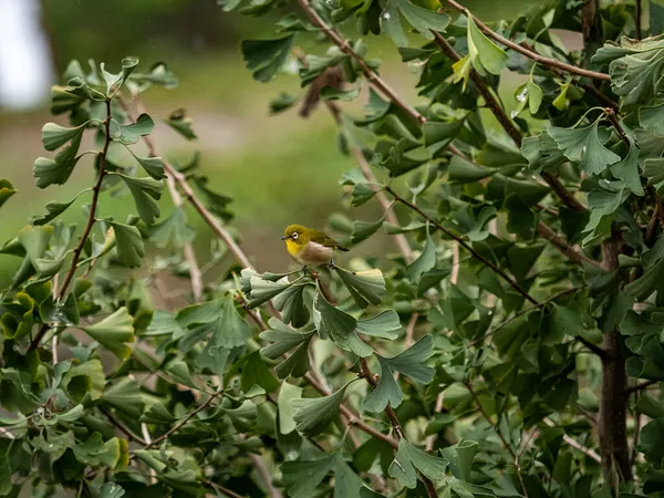 Cute Zosterops Japonicus Also Called Warbling White Eye Bird Perched — Stock Photo, Image