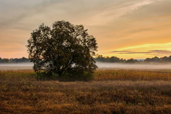 Single Tree Middle Foggy Field Beautiful Sunrise — Stockfoto