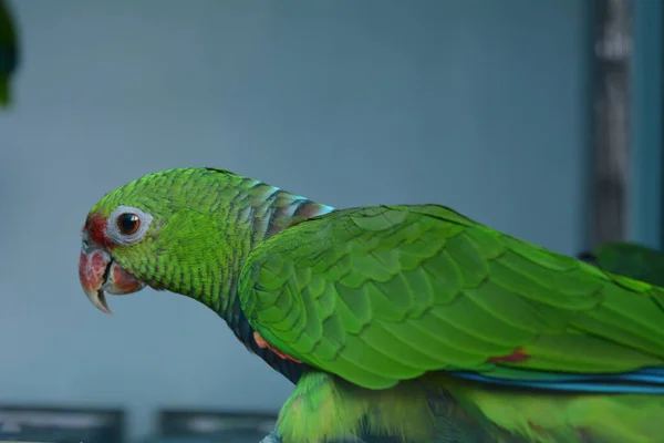 Papagaio Verde Cativeiro Comendo Sementes — Fotografia de Stock