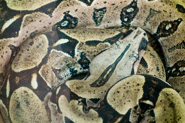 Overhead Close Shot Coiled Huge Boa Constrictor — Stok Foto