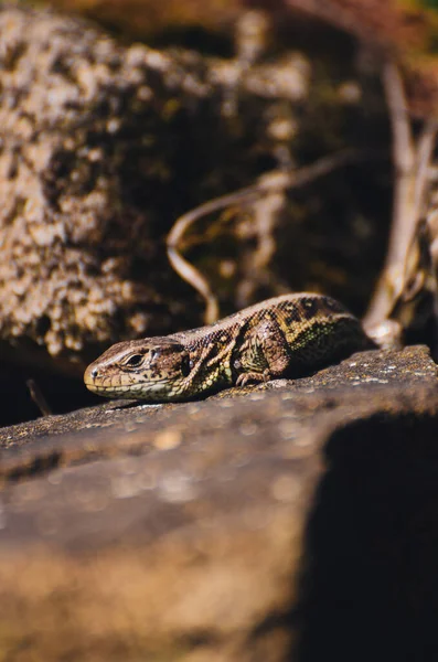Vertical Shot Viviparous Lizard Stone Surface Sunny Day — Stock Photo, Image