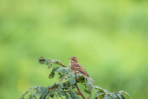 Beau Cliché Oiseau Dans Une Forêt Sur Fond Flou — Photo