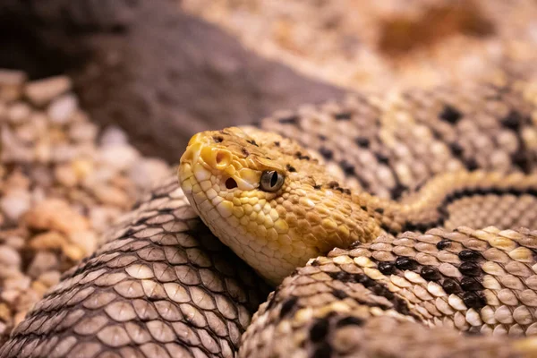 Closeup Rattlesnake Head Selected Focus — Stock Photo, Image