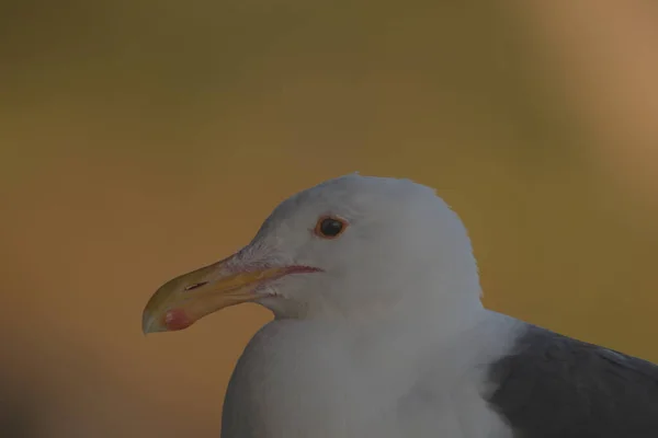 Selective Focus Portrait Seagull Yellow Background —  Fotos de Stock