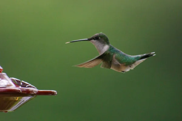 Samica Rubinogłowego Kolibra Lecąca Kierunku Karmnika Polu — Zdjęcie stockowe