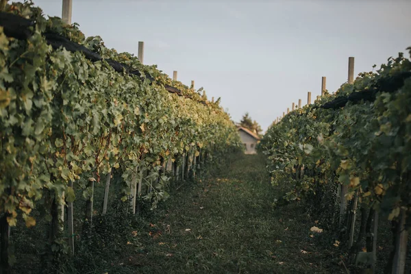 Een Prachtig Uitzicht Wijngaard Onder Blauwe Hemel — Stockfoto