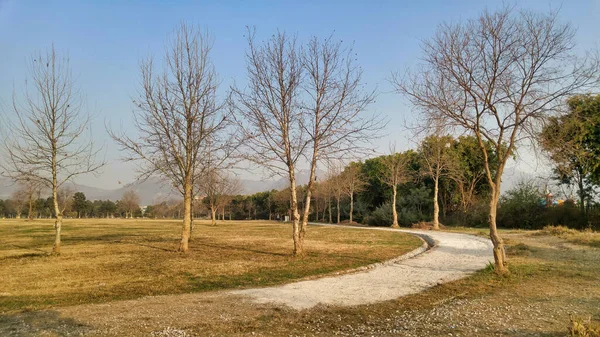 公園の真ん中の通路と一緒に裸の木の列 — ストック写真