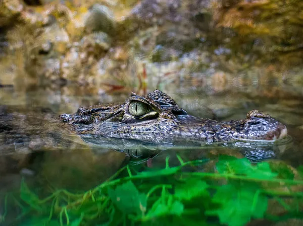 Een Close Van Het Hoofd Van Dwergkrokodil Het Wateroppervlak — Stockfoto