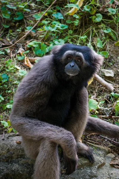 Eine Vertikale Nahaufnahme Des Muller Gibbons Auch Als Grauer Gibbon — Stockfoto