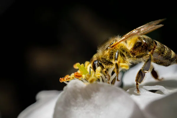 Närbild Ett Som Pollinerar Blomma — Stockfoto