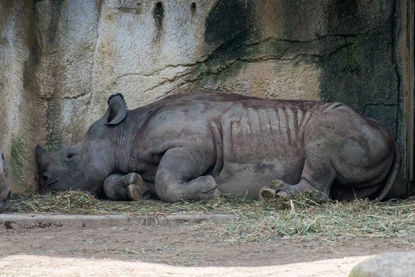 Primer Plano Del Rinoceronte Descansando Bajo Sombra — Foto de Stock