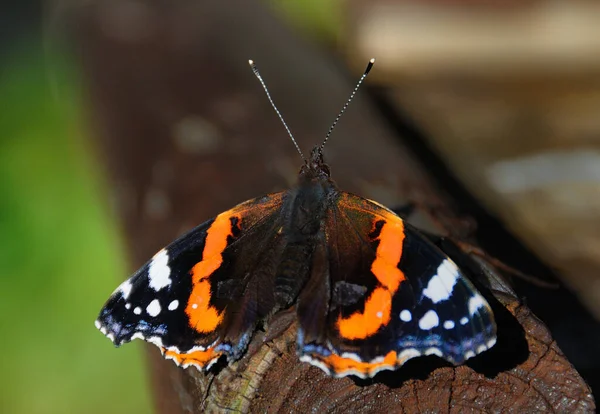 Closeup Shot Beautiful Butterfly Garden — Stock Photo, Image