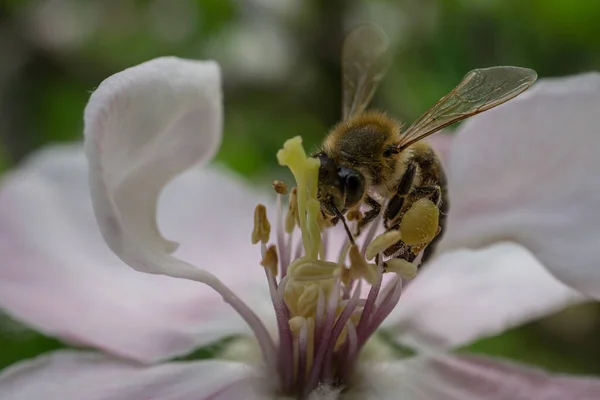 蜜蜂在花朵上授粉的特写镜头 — 图库照片