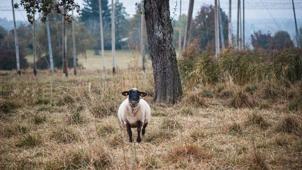 Uma Ovelha Bonita Uma Fazenda — Fotografia de Stock