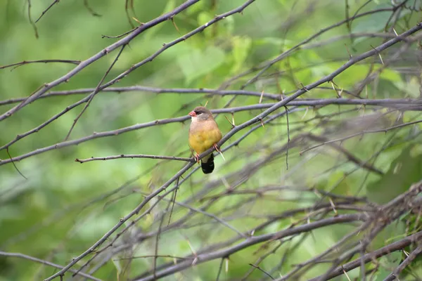 Pequeno Pássaro Avadavat Vermelho Pousando Galho Árvore — Fotografia de Stock