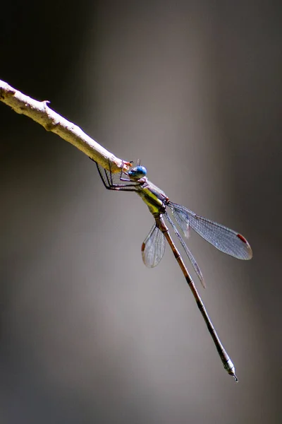 Vertical Closeup Dragonfly Perched Plant — Stock Photo, Image